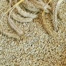 Whole Barley Grain