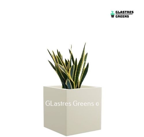 Cubo Planter 8 Inches