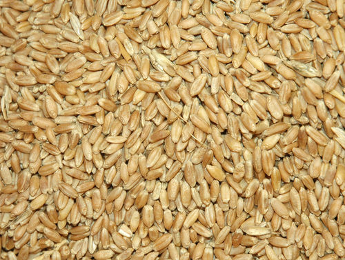 Feed Wheat Origin: Ukraine