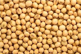 High Grade Soyabean