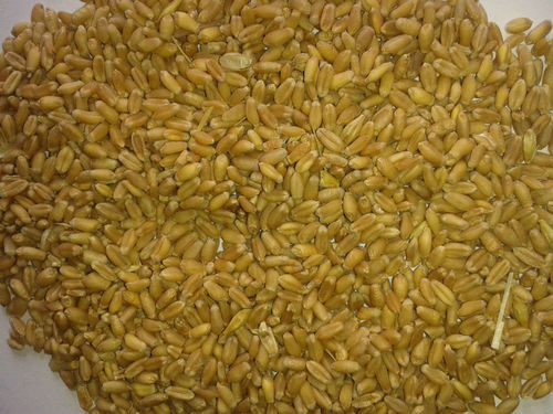 Milling Wheat 11,5%