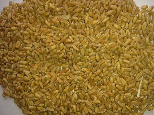 Milling Wheat 12,5% Origin: Ukraine