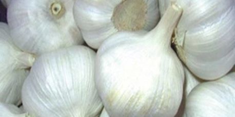 fresh garlic