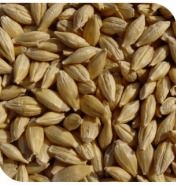 Grain Barley
