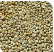 Green Millet