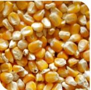 Yellow Corn