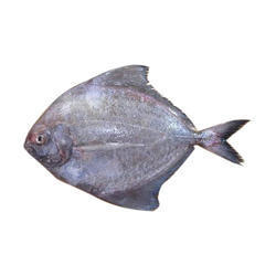 Black Pomfret Fish