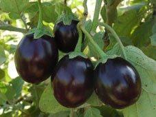 fresh Brinjal