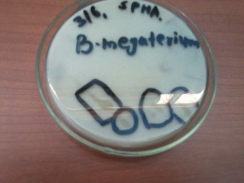 Phosphate Solubilizing Bacteria (PSB) Biofertilizers