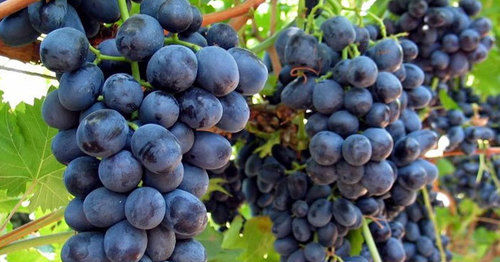 Black Grapes