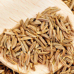 Highly Nutritive Cumin Seeds