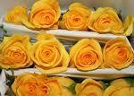 Gold Strike Roses