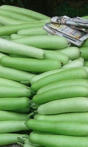 Bottle Gourd