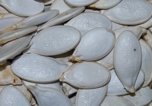 Pumpkin Seeds - Stofuntovka, Volga Grey, and Ukrainian Varieties | Various Calibers 8-12mm, Premium Quality Supplier