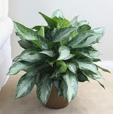 Aglaonema Plant