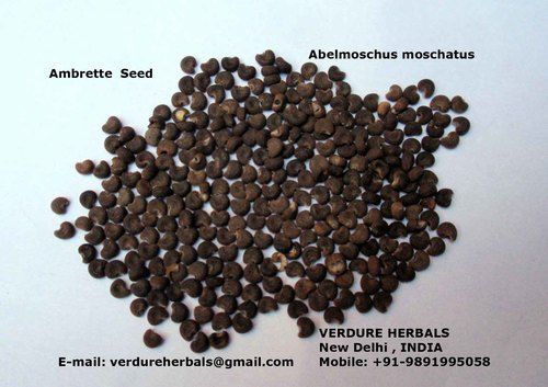 Ambrette Seeds - Pure & Natural Herbal Extract | Premium Quality for Ayurvedic and Cosmeceutical Applications, Eco-Friendly Custom Packaging, Trusted Supplier for Global Trade