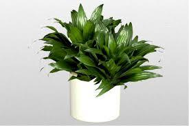 Dracena Green Plant