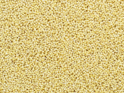 Little Millet - Premium Quality Grain | High Energy, Safe Consumption, Long Shelf Life, Rich in Fiber, Promotes Digestive Health, Supports Women's Health