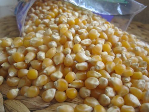 Maize Seed (Chollam)