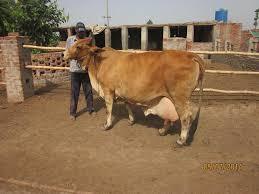 Brown Sahiwal Cow