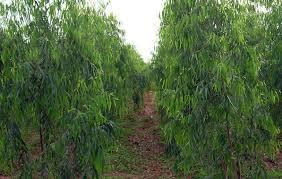 Eucalyptus 413 Clone Plants
