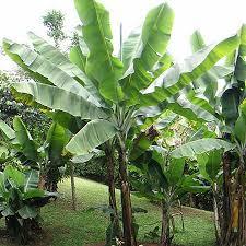 Banana Tree