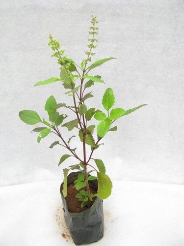 Tulsi Plant