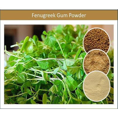 Genuine Quality Organic Fenugreek Gum Powder