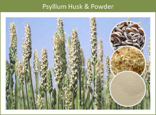 Organic And Pure Psyllium Husk Powder