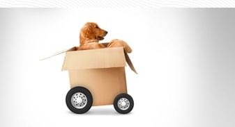 Pet Relocation Service