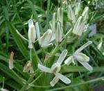 Albuca Flowering Plant