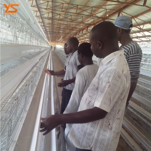 Poultry Farm Chicken Cage