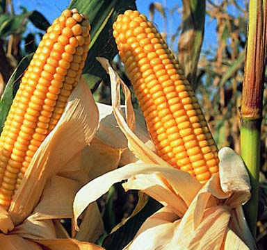 Maize