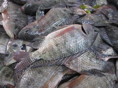 Tilapia Fish