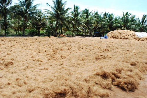 Coconut Coir Pith