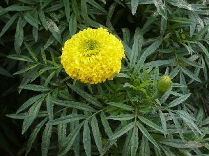 marigold flower