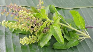 Tulasi Leaves