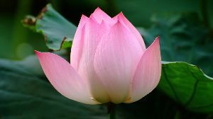 Lotus - Sacred Flower Symbolizing Purity, Beauty, and Serenity | Pink Lotus for Spiritual Practices and Decorative Uses