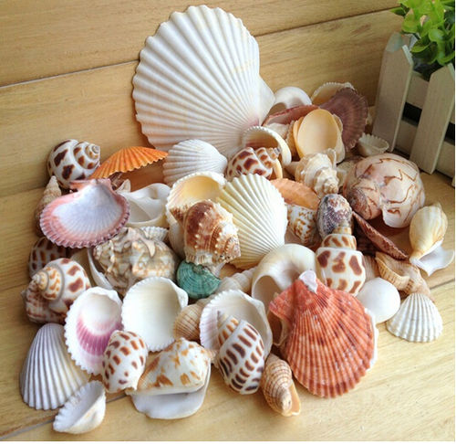 Conch Shells