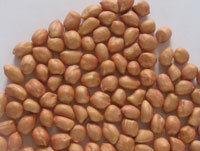 Groundnut Kernel