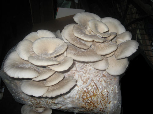 Oyster Mushroom