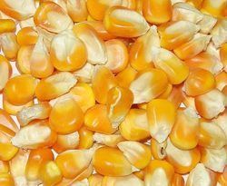 Yellw Maize