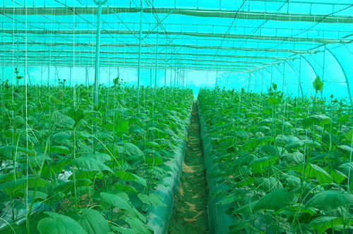 Green House HDPE Net