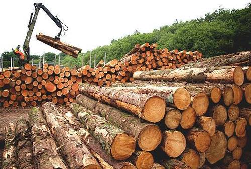 sal timber logs