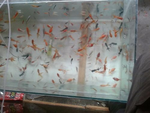 Gold Aquarium Fish