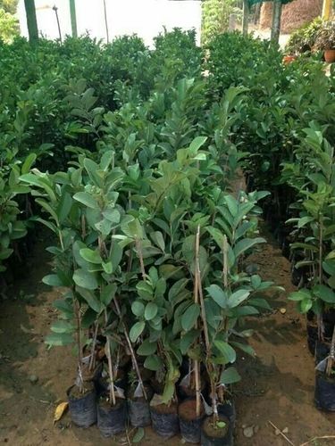 Thai Pink Guava Plants