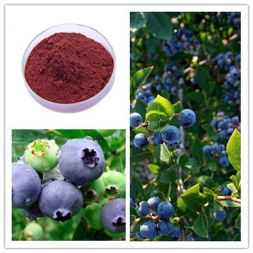 Blueberry Extract Anthocyanidins