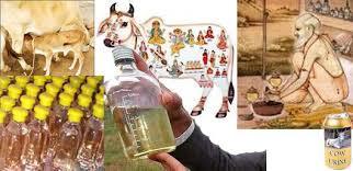 Cow Urine - Quality Assured Liquid Fertilizer, Premium Nutrient-Rich Solution for Agriculture