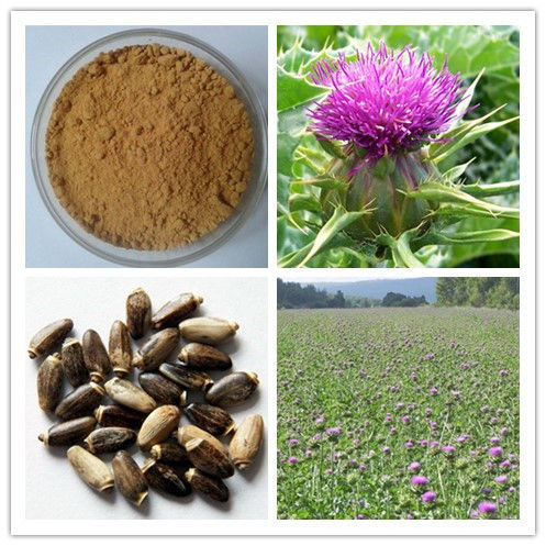 Dietary Supplement Milk Thistle Extract Silymarin/Silybinin