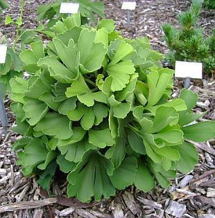 Ginkgo Biloba